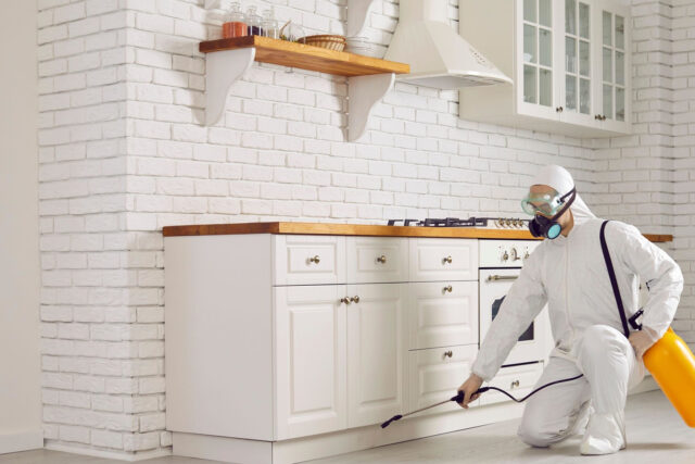 Essential Steps for Managing Ant Problems at Home