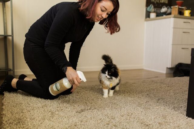Practical Tips for Removing Pet Stains From Rugs
