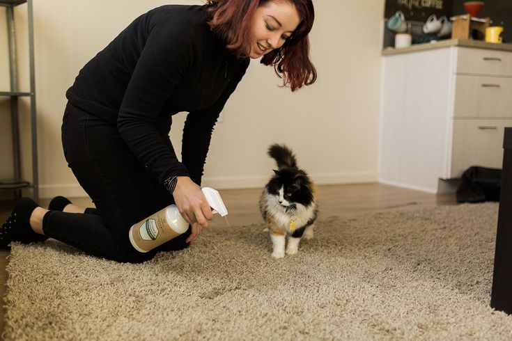 Practical Tips for Removing Pet Stains From Rugs